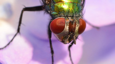 Schmeißfliege (19).jpg